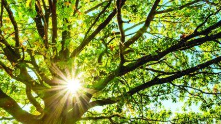 Trees Have Life Spans—What Phase of Life Are Yours in?
