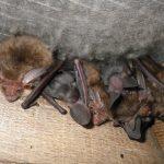 Dealing with Roof Repairs? Think about Bats!