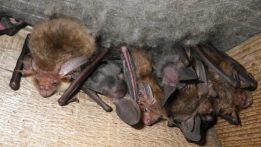 Dealing with Roof Repairs? Think about Bats!