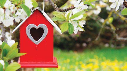 The Benefits of Bird Houses & Feeders