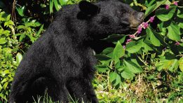 The Florida Black Bear