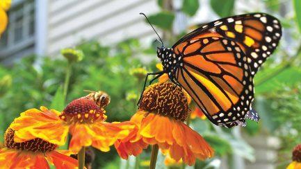 The Buzz on Pollinators