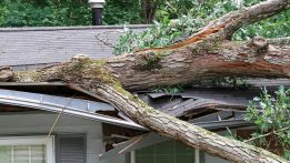 Managing Fallen Trees and Roof Damage