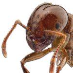 All About Fire Ants