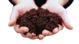 How to Keep Plants Thriving by Improving Garden Soil