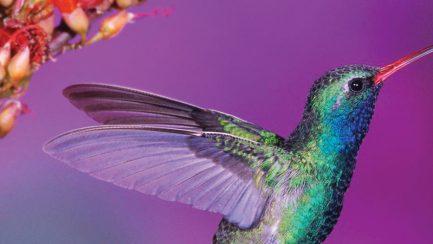 Hummingbird Feeders – Your Guide to Get Hummingbirds Buzzing Around Your Backyard