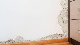 The Great Mold War — Frequently Asked Questions about Mold and Mildew