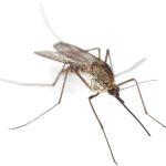 Prevent Mosquitoes Now to Protect Yourself Later