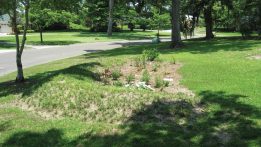 Rain Gardens: A Beautiful Solution to Pollution