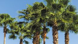 The Sabal Palm