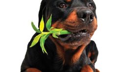 Protecting Your Pets from Toxic Plants