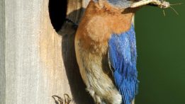 The Benefits of Bird Houses Why Have Bird Houses?