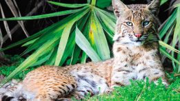 Bobcat (Lynx rufus)