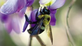 Carpenter Bees: The Good, The Bad, and The Cure