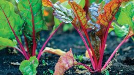 18 Vegetables to Plant This Fall