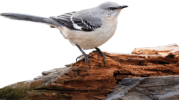 The Mockingbird:  The State Bird of Florida