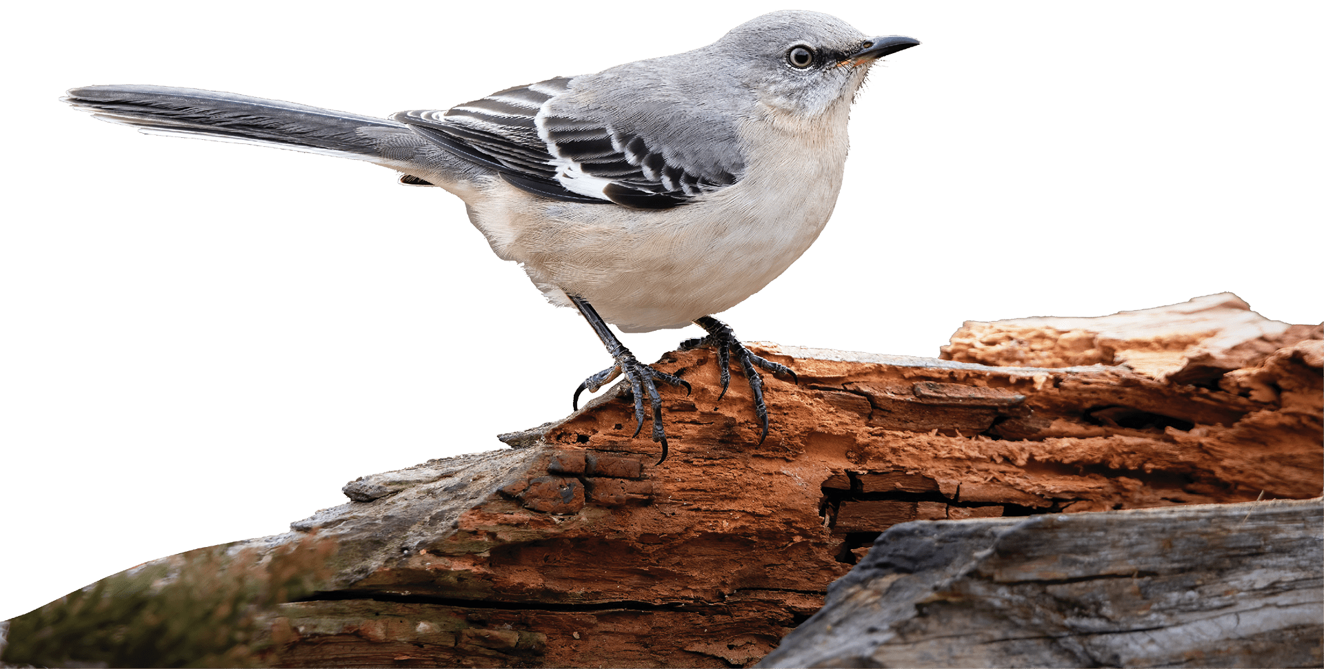 the-mockingbird-the-state-bird-of-florida