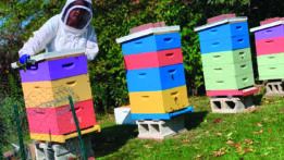 An Introduction to Beekeeping in Florida