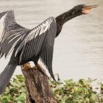 Meet the Anhinga, the Stealthy Snakebird