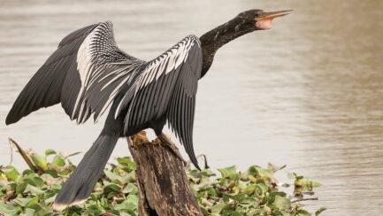 Meet the Anhinga, the Stealthy Snakebird