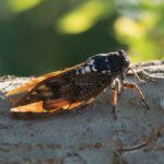 Cicadas: a Captivating Choir