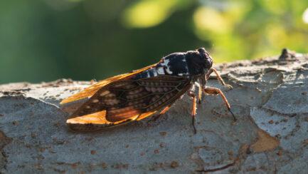 Cicadas: a Captivating Choir