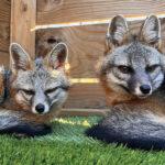 Spotlight on the Gray Fox