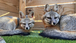 Spotlight on the Gray Fox