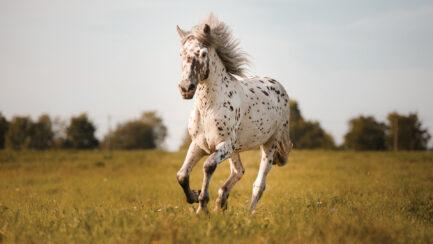 History of the Appaloosa