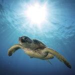 Sea Turtles