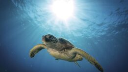 Sea Turtles