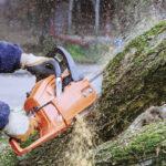 Florida Trees: A Dual Threat