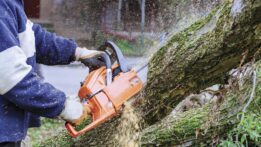 Florida Trees: A Dual Threat