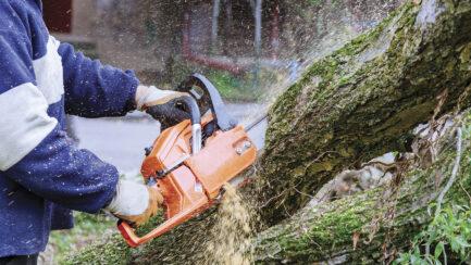 Florida Trees: A Dual Threat