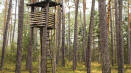 Test Your Tree Stand Safety Knowledge