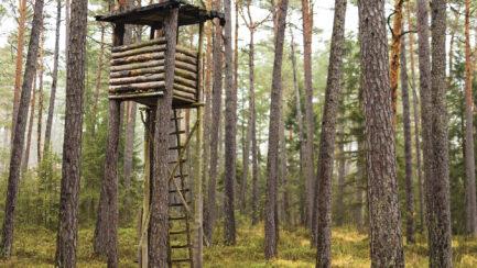 Test Your Tree Stand Safety Knowledge