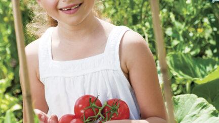 Growing the Perfect Tomato!