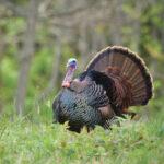 Wild Turkey Hunting in Florida: A Spring Tradition