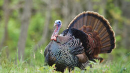Wild Turkey Hunting in Florida: A Spring Tradition