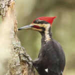 Vanishing Wings:  Endangered and Extinct Birds of the Tallahassee Region