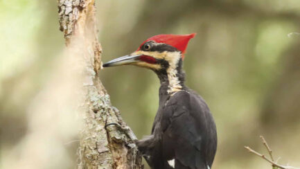 Vanishing Wings:  Endangered and Extinct Birds of the Tallahassee Region
