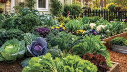 Plan Now for  Cool Season Vegetables
