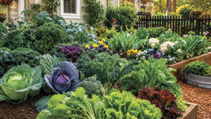 Plan Now for  Cool Season Vegetables