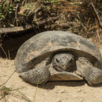The Gopher Tortoise